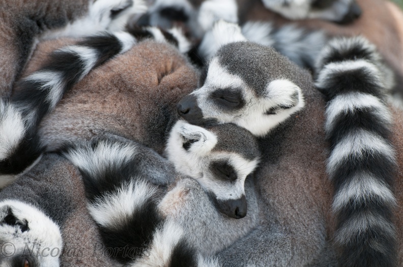 Love of Lemurs